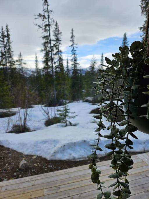 Cozy Mountain With Beautiful Views & Sauna